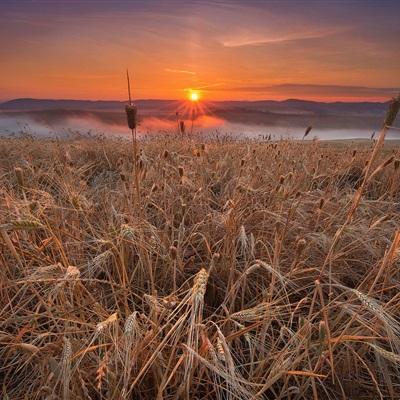 内蒙古通辽推广“冬黑麦+”种植模式